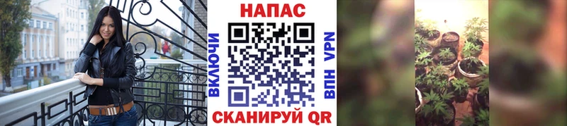 блэк спрут как зайти  Лагань  Бошки марихуана сатива 